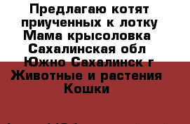 Предлагаю котят, приученных к лотку. Мама крысоловка - Сахалинская обл., Южно-Сахалинск г. Животные и растения » Кошки   